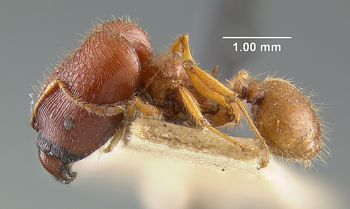 Media type: image; Entomology 9161